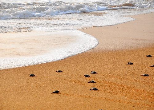 سواحل دیدنی سریلانکا با انواع لاک پشت ها